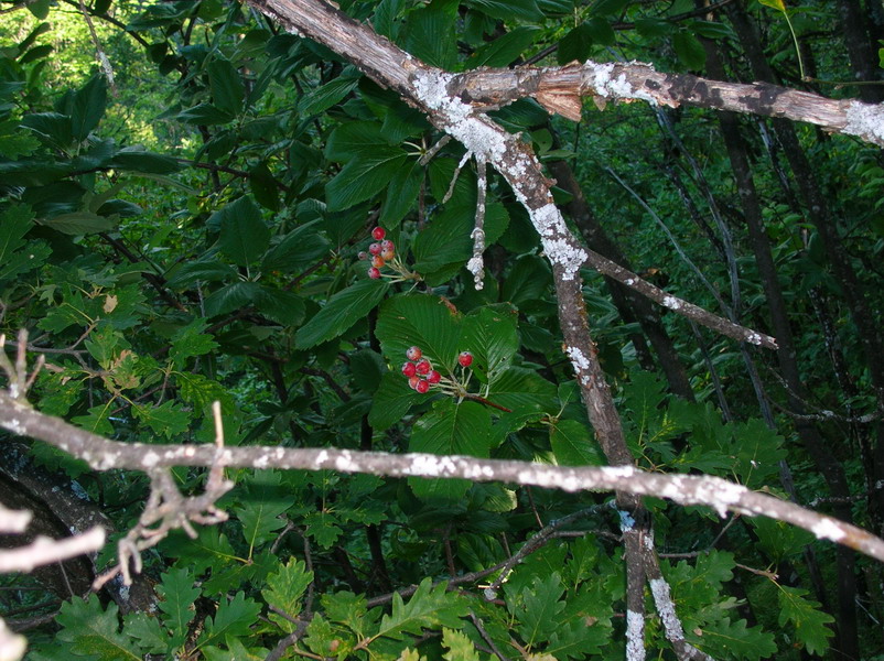 Sorbus aria